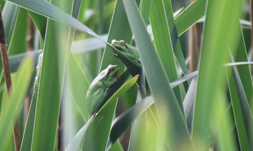 Biosécurité en milieu humide : bonnes pratiques d’intervention sur les amphibiens sauvages