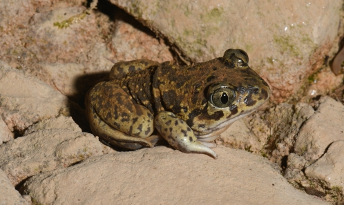 Phénologie de la reproduction des amphibiens dans un ruisseau éphémère méditerranéen (Ardèche, France). 