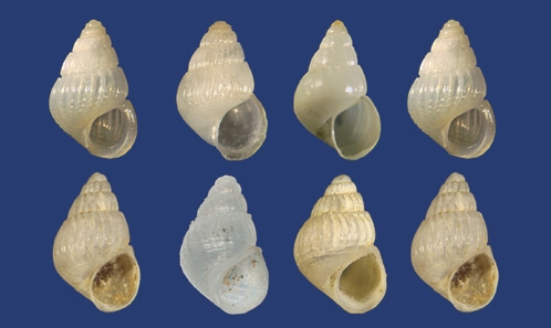Rissoidae des genres <i>Benthonella</i> Dall, 1889 et <i>Benthonellania</i> Lozouet, 1990 (Gastropoda, Caenogastropoda, Rissooidea) des eaux profondes de Polynésie française