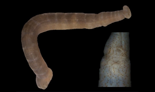 <i>Piscicola pojmanskae</i> Bielecki, 1994 (Hirudinida, Piscicolidae), une nouvelle espèce de sangsue pour la faune de France