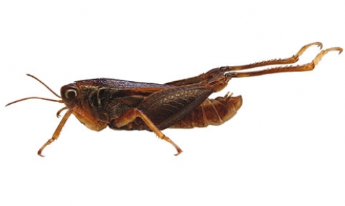 Contribution à la connaissance des Tetrigidae (Orthoptera) de Guyane