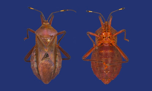 Phylogénie de <i>Pachylis</i> Lepeletier & Serville, 1825 (Hemiptera, Coreidae, Coreinae) avec <i>Thasus</i> Stål, 1865 comme nouveau synonyme, et la redescription de <i>Pachylis laticornis</i> (Fabricius, 1798)