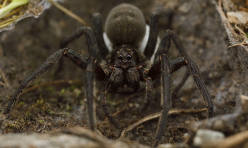 Histoire naturelle et conservation de l’araignée-loup <i>Vesubia jugorum</i> (Araneae, Lycosidae), une espèce “En danger” sur la Liste rouge de l’UICN