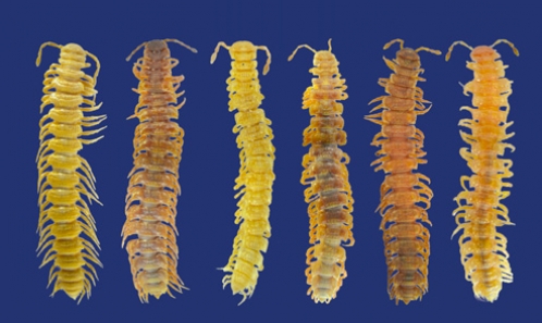 Les mille-pattes polydesmides du MSS du nord de la péninsule ibérique (Diplopoda, Polydesmida, Polydesmidae)