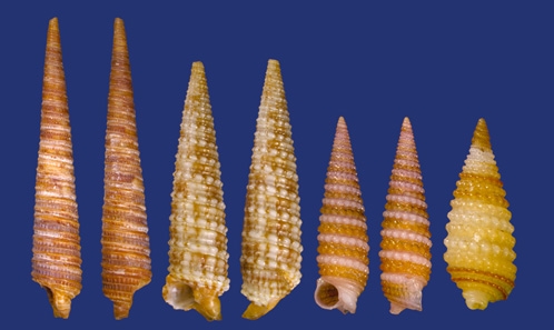 Revue des types de Triphoridae (Mollusca, Gastropoda) de l’Indo-Pacifique au Muséum national d’Histoire naturelle, Paris