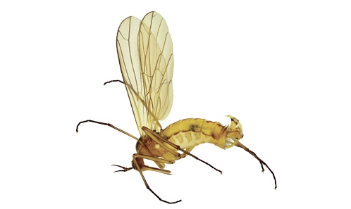 Deux espèces nouvelles du genre <i>Empis</i> Linnaeus, 1758 (Diptera, Empididae, Empidinae) provenant de réserves naturelles françaises