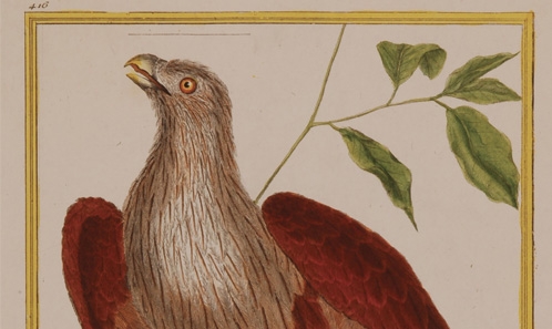 L’importance de l’ <i>Histoire naturelle des oiseaux</i> (1765-1783) de Buffon et de Guéneau de Montbeillard dans la taxonomie des oiseaux : présentation et correspondance entre les “aigles” de Buffon et les espèces reconnues par Linné, Brisson et Gmélin