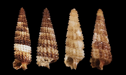 Les Triphoridae (Gastropoda) de Martinique échantillonnés lors de l’expédition MADIBENTHOS, avec des remarques sur les espèces des eaux peu profondes de Guadeloupe.