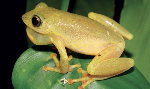 Amphibiens du Togo : taxonomie, distribution et statut de conservation