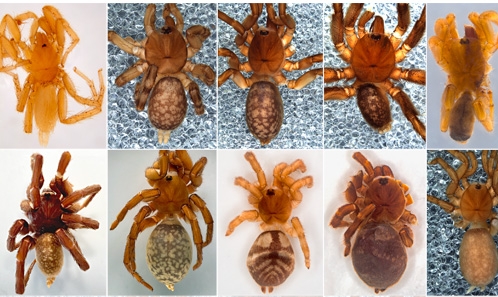 Catalogue illustré des Mygales ornées africaines : les spécimens types du Musée royal de l’Afrique centrale (Araneae, Mygalomorphae, Barychelidae)