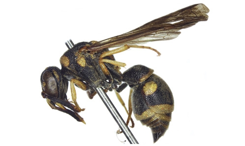 Revue taxonomique du genre de guêpe à papier <i>Antepipona</i> de Saussure, 1855 (Hymenoptera, Vespidae, Eumeninae) du Vietnam, avec la description de deux nouvelles espèces et une clé pour la faune orientale