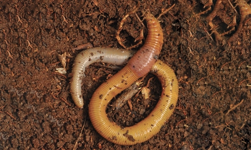 Les vers de terre (Oligochaeta, Clitellata) du massif du Mitaraka (Guyane) : liste commentée avec description d’un genre nouveau et de dix-huit espèces nouvelles pour la science