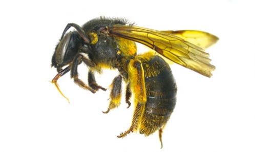 Nouvelles espèces et signalisations de l’abeille nomiine genre <i>Maculonomia</i> Wu, 1982 du Vietnam (Hymenoptera, Halictidae)