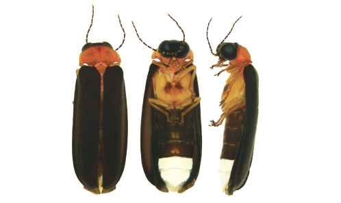 L’espèce type de <i>Luciola</i> Laporte, 1833 (Coleoptera, Lampyridae, Luciolinae)