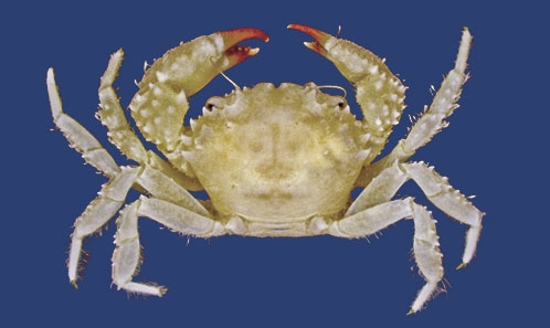 Une nouvelle espèce de <i>Pilumnus</i> Leach, 1816 (Decapoda, Brachyura) de Guadeloupe, Petites Antilles, et comparaisons morphologiques avec les espèces régionales apparentées