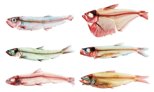 Une phylogénie et une classification révisée des poissons clupéomorphes (Teleostei, Otomorpha)