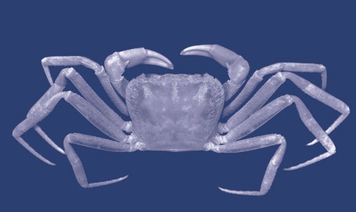 Révision du genre de crabes d’eau douce d’Asie du Sud-Est <i>Balssiathelphusa</i> Bott, 1969 (Crustacea, Decapoda, Brachyura, Gecarcinucidae)