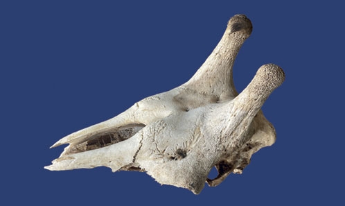 Pathologies et irrégularités crânio-dentaires chez la girafe (<i>Giraffa</i> spp.)