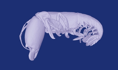 Une nouvelle espèce eusociale de crevette pistolet, <i>Synalpheus idelisae</i> n. sp. (Decapoda, Alpheidae), avec une révision de la différenciation des castes chez les crevettes eusociales