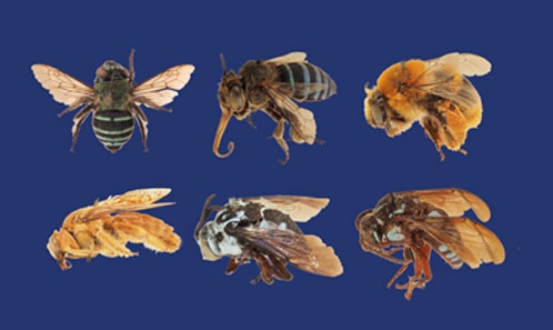 Ni perdus ni tout à fait oubliés : à la recherche des types d’abeilles du XIX<sup>e</sup> et du début du XX<sup>e</sup> siècle dans les collections d’Oxford et de Paris (Hymenoptera, Apoidea)