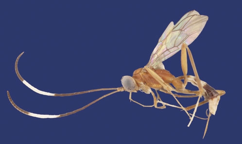 Description de deux nouvelles espèces mimétiques d’<i>Ateleute</i> Förster, 1869 et <i>Tamaulipeca</i> Kasparyan, 2001 (Hymenoptera, Ichneumonidae, Ateleutinae), avec des clés pour les espèces du Nouveau Monde