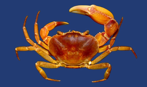 Une nouvelle espèce de crabe d’eau douce (Decapoda, Brachyura, Pseudothelphusidae) du bouclier des Guyanes oriental, et une note sur <i>Microthelphusa wymani</i> (Rathbun, 1905)