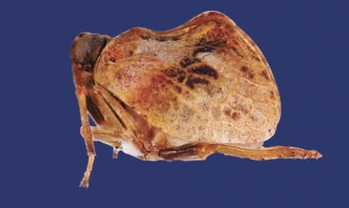 Subdivision de la tribu Kodaianellini Wang, Zhang & Bourgoin, 2016 (Hemiptera, Fulgoroidea, Issidae), avec la description de deux nouvelles sous-tribus et d'une nouvelle espèce 