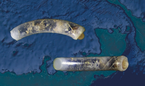 Échantillonner les profondeurs : nouvelles données sur les Caecidae (Mollusca, Gastropoda) du nord-est de la Papouasie-Nouvelle-Guinée.