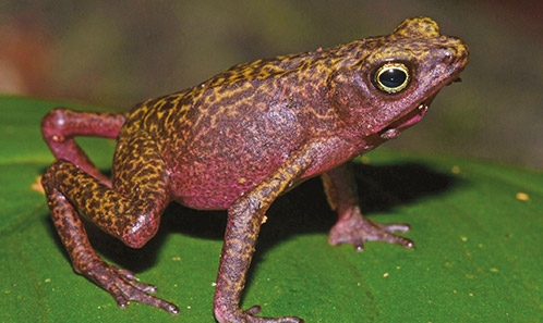 Atlas des Amphibiens de Guyane