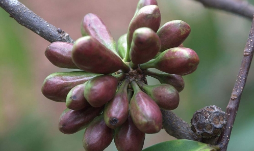 Annonaceae - Flora of Guyana, Suriname and French Guiana