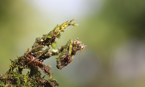 Les Mantodea de Guyane