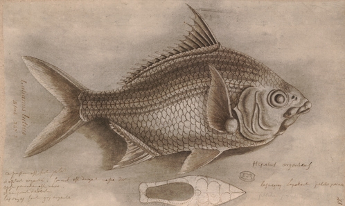 Charles Plumier (1646-1704) et ses dessins de poissons de France et des Antilles