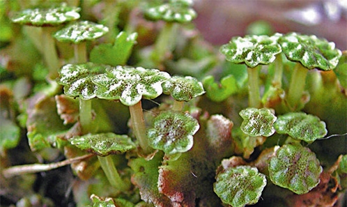 Les Bryophytes de France. Volume 1 : Anthocérotes et Hépatiques