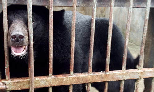Animal trafficking and wildlife markets