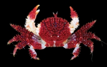 Deep-Sea Crustaceans from Papua New Guinea