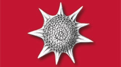 geodiversitas-2021-43-2-radiolaires