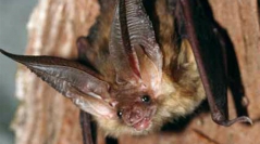 Acoustic Ecology of European Bats