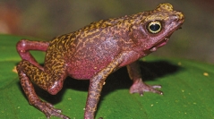 Atlas des Amphibiens de Guyane