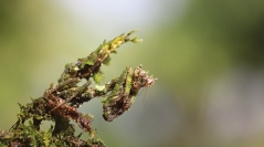 Les Mantodea de Guyane