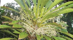 Apocynaceae p.p., Phellinaceae, Capparaceae