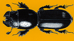 Insecta, Coleoptera, Chironidae