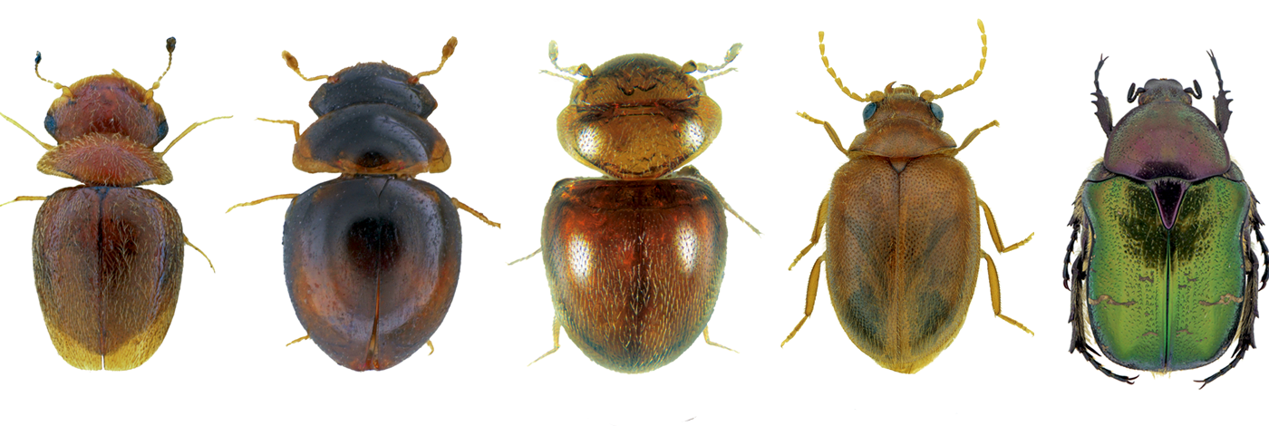 Observe - Le très coloré Pachyrhynchus Weevil, insecte de la famille des  coléoptères 😍 📸 @frankcanon_image_in Observe